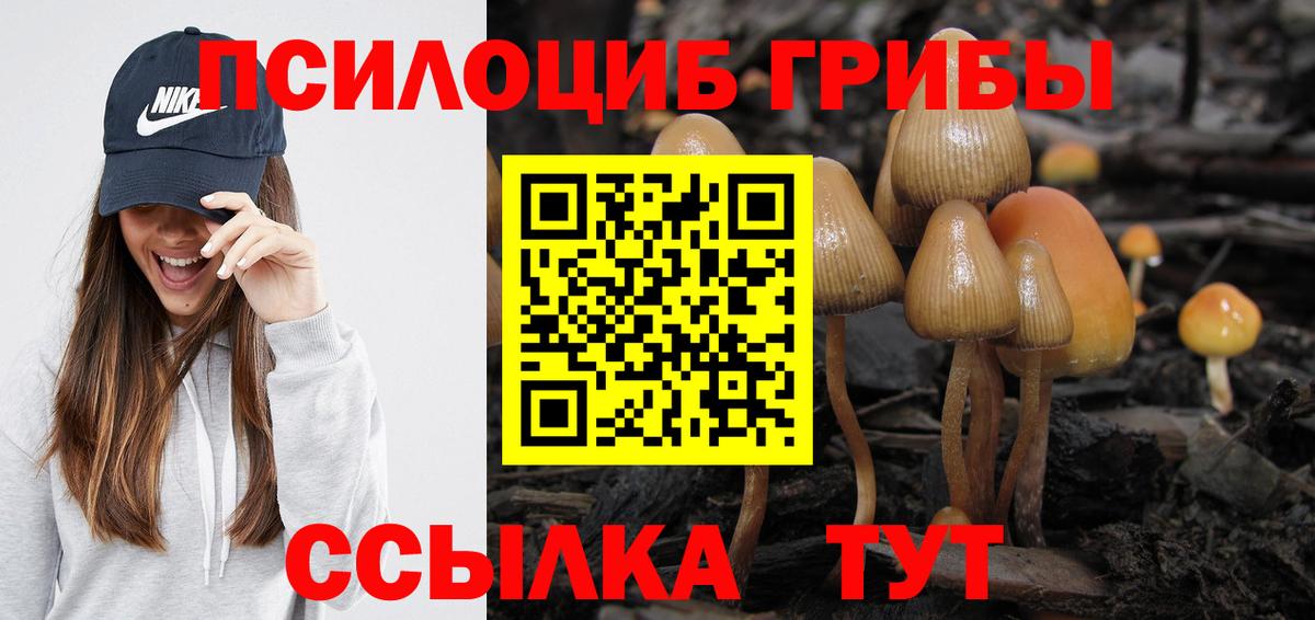 Галлюциногенные грибы Psilocybine cubensis Курчатов